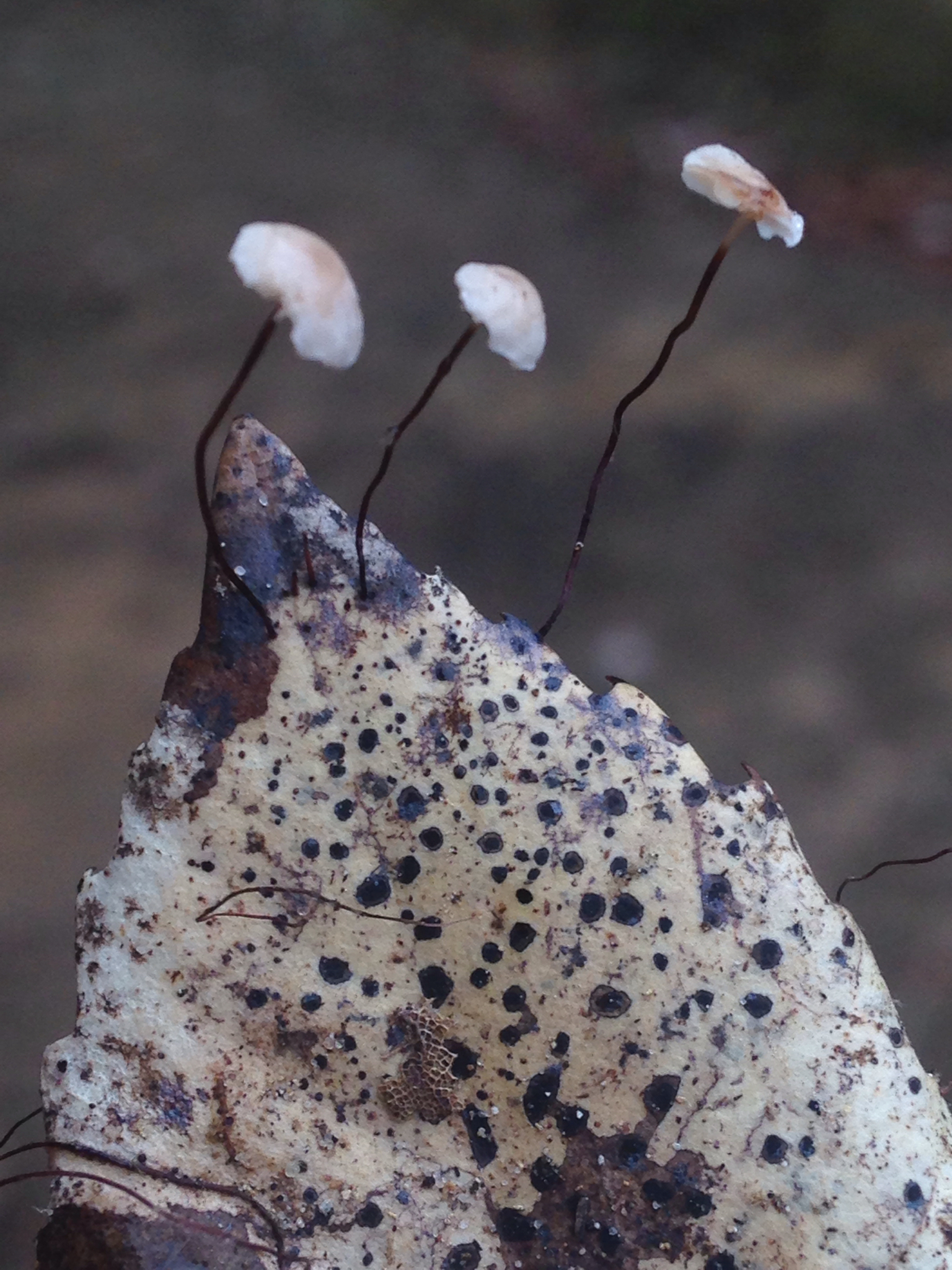 Gymnopus quercophilus image