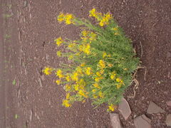 Cleome foliosa