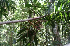 Basselinia eriostachys