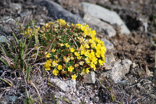 Image of Potentilla elegans by no rights reserved