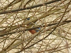 Alcedo atthis