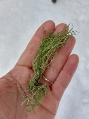 Evernia divaricata