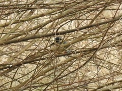 Alcedo atthis