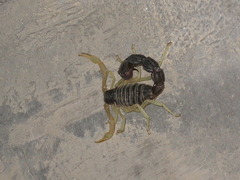 Parabuthus schlechteri