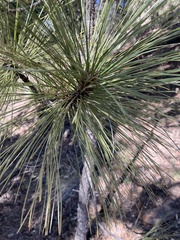 Pinus engelmannii