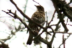 Turdus philomelos
