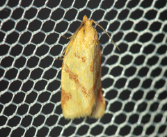 Clepsis pallidana