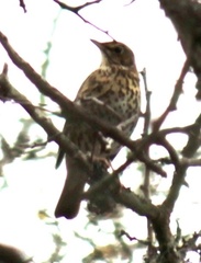 Turdus philomelos
