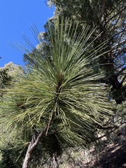Pinus engelmannii