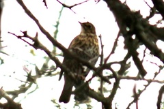 Turdus philomelos