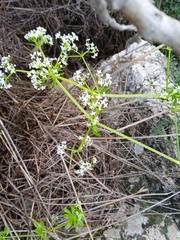 Galium tricornutum