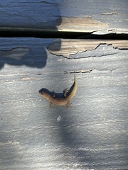 Sphaerodactylus elegans