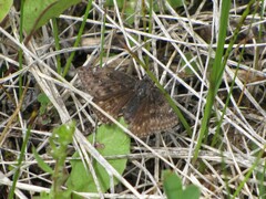 Erynnis persius