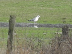 Larus canus