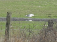 Larus canus