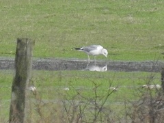 Larus canus