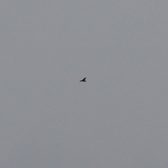 Accipiter nisus