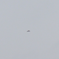 Accipiter nisus