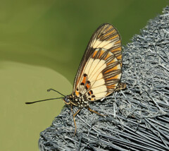 Acraea cabira
