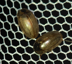 Enochrus