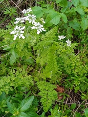 Scandix pecten-veneris