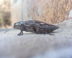 Chalcophora hondurasica