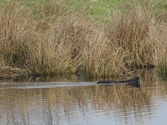 Myocastor coypus