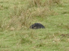 Myocastor coypus