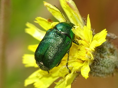 Cryptocephalus sericeus