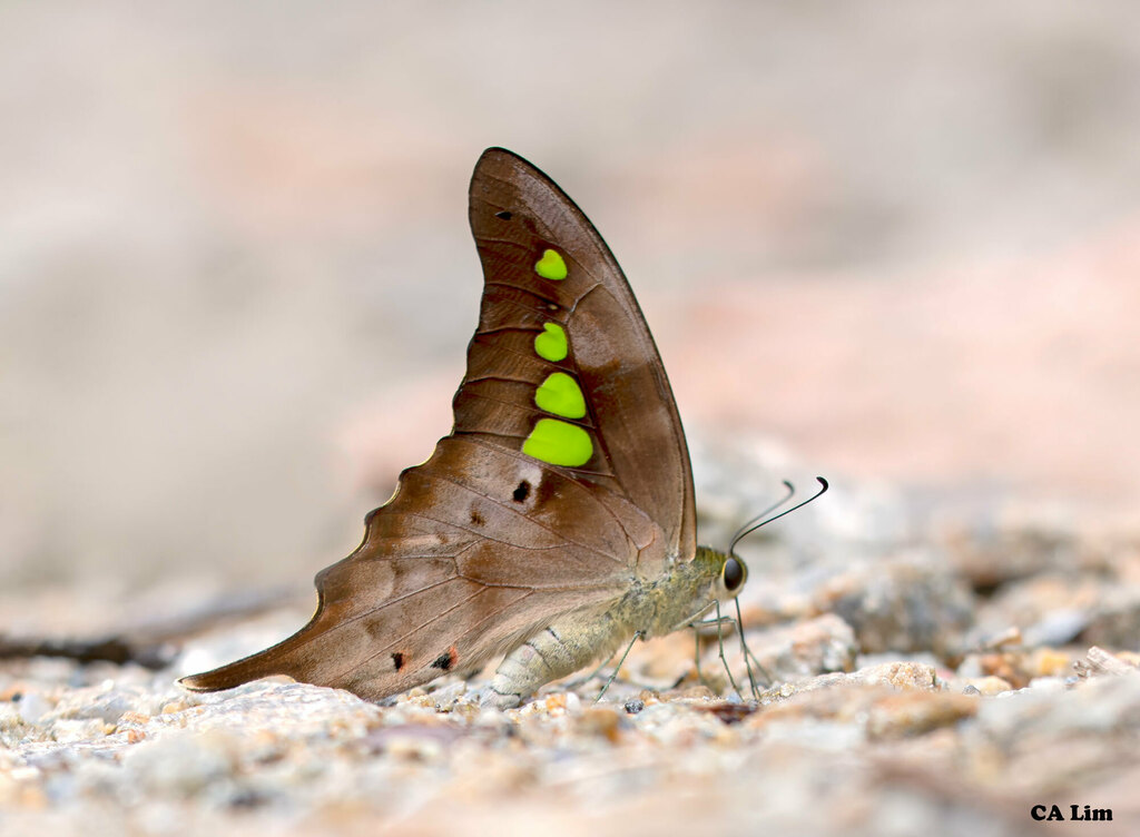 Malayan Yellowbottle