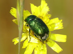 Cryptocephalus sericeus