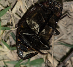 Hydrophilus pistaceus