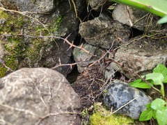 Dioscorea esculenta spinosa