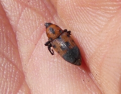 Rhodobaenus quinquepunctatus