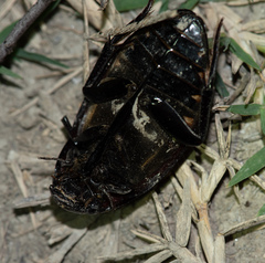 Hydrophilus pistaceus