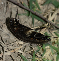 Hydrophilus pistaceus