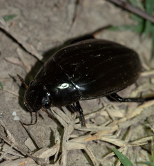 Hydrophilus pistaceus