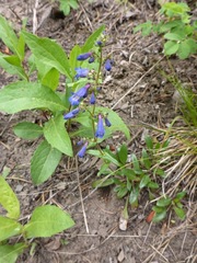 Penstemon albertinus