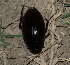 Hydrophilus pistaceus
