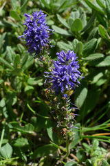 Veronica allionii