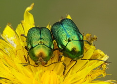 Cryptocephalus sericeus