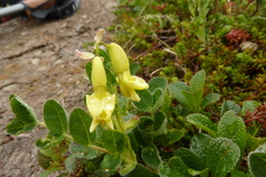 Astragalus umbellatus