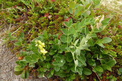 Astragalus umbellatus