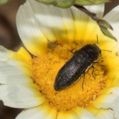 Acmaeoderella