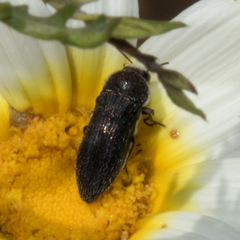 Acmaeoderella