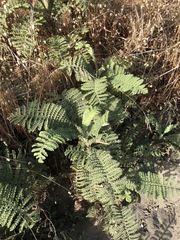 Tanacetum bipinnatum
