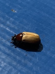 Cyclocephala melanocephala