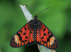Acraea petraea