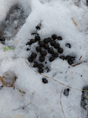 Lagomorpha