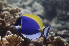 Acanthurus leucosternon